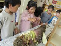 たけのこを触る3歳児