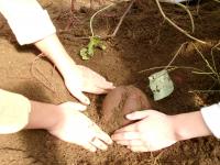 土から出てきた芋