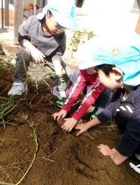 芋を掘る５歳児