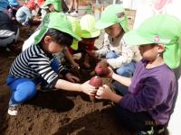 芋を掘る４歳児