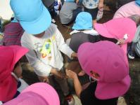 ２歳児に芋を渡す年長児