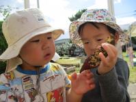 芋をじっと見る１歳児