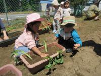 次はさつま芋ね