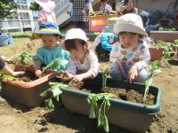 さつま芋植えよう
