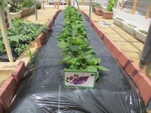 サツマイモの様子