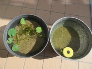 メダカがいるよ