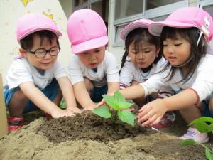 3歳児野菜の苗植え
