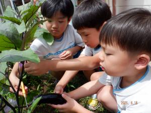なすの収穫をする4歳児