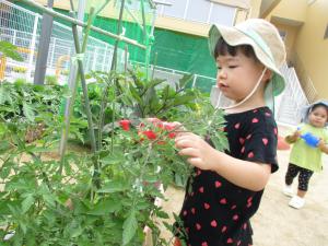 野菜の水やりをしながら生長を観察する2歳児