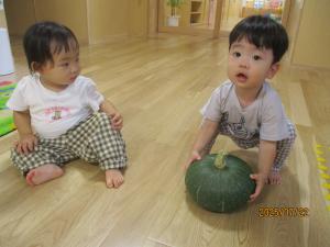 かぼちゃを持ってみようとする１歳児