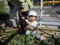 大きいおいも見つけた！