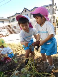 芋を掘る子ども