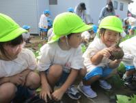 3歳児　かわいいお芋も見つけたよ