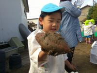 4歳児　芋ほり　見てーすっごく大きいお芋だよー！