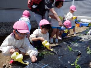 芋苗に水を上げる4歳児